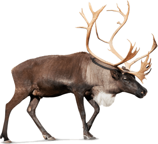 Hollow Horned Ungulates PNG