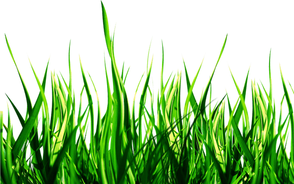 Picsart Forest PNG