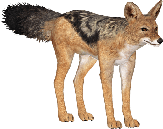 Jackals PNG