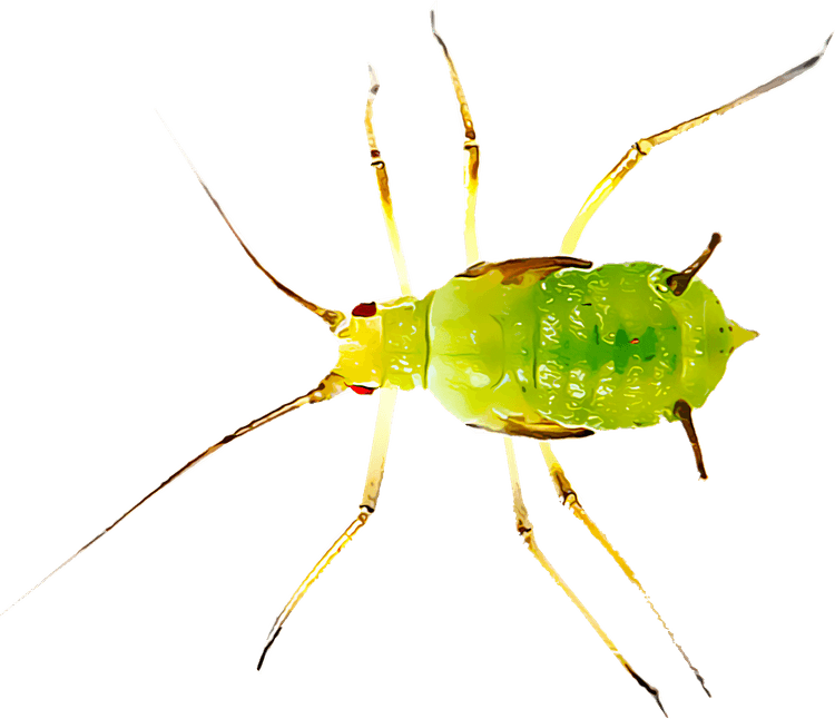 Leafhoppers PNG