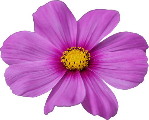 Cosmos Flower PNG