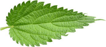 Nettle PNG