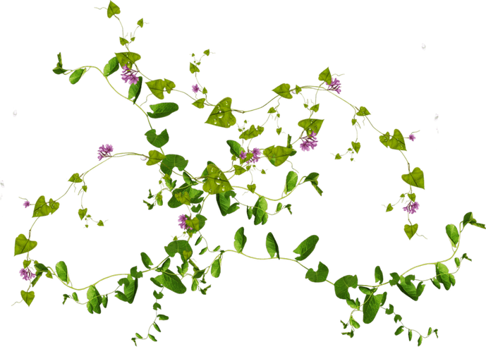 Leaves PNG