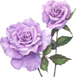 Purple Rose PNG