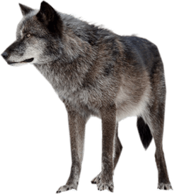 Wolf PNG