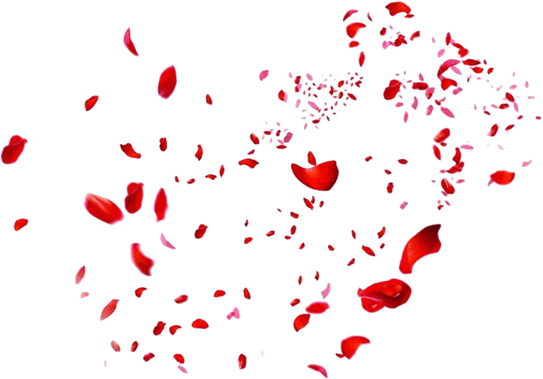 Flower Petals PNG