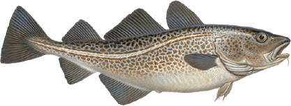 Atlantic Cod PNG