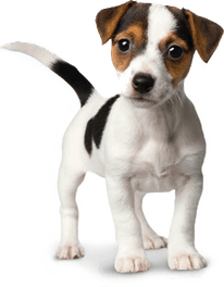 Cute Dog PNG