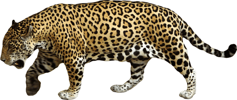 Leopards PNG