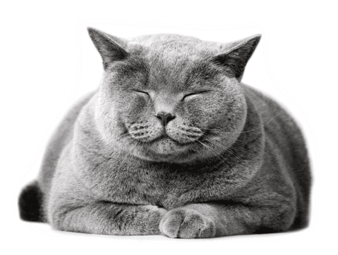 Stressed Cat PNG