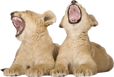 Lion Cub PNG