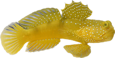 Glowing Fish PNG