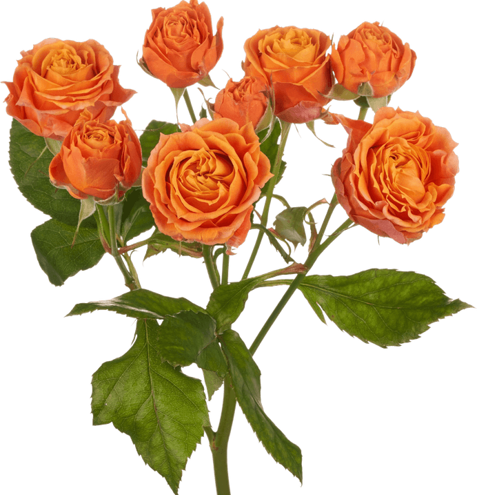 Coral Flower PNG