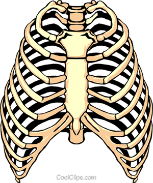 Rib Cage PNG