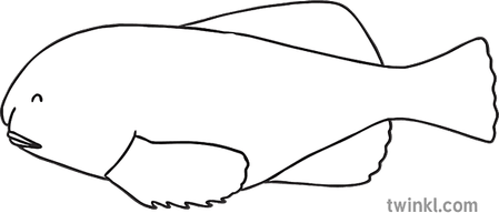 Blob Fish PNG