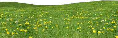 Grass Field PNG