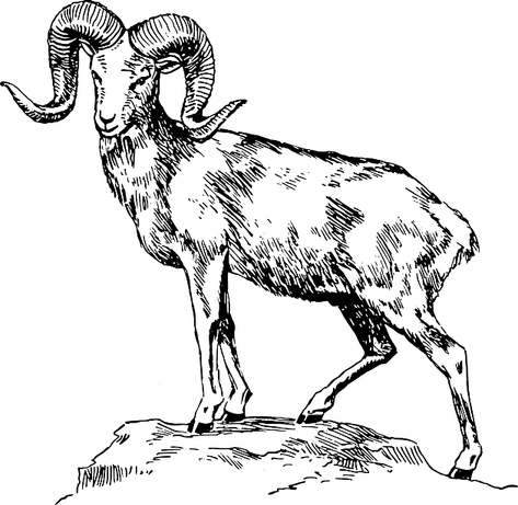 Goat Skull PNG