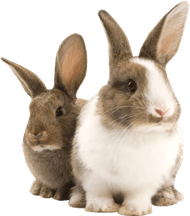 Rabbit PNG