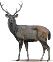 Deer PNG