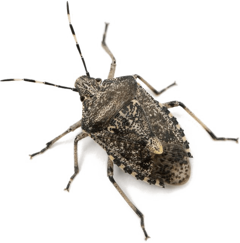 Stink Bugs PNG
