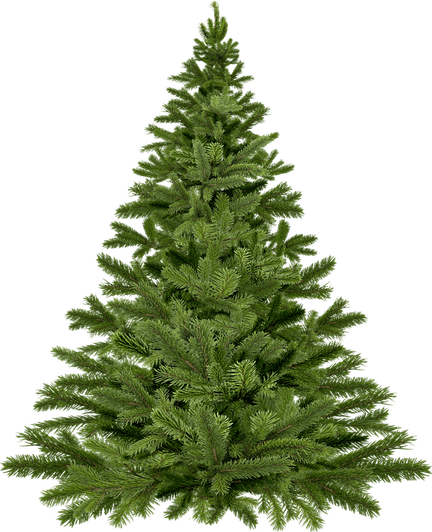 Hemlock Tree PNG