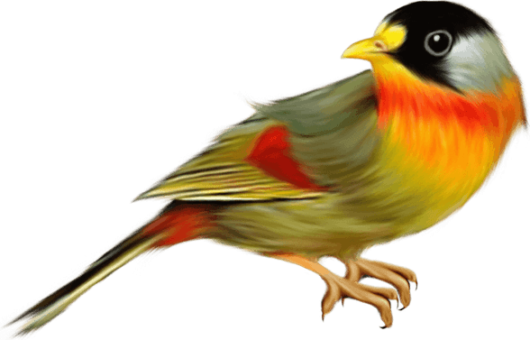 Finches PNG