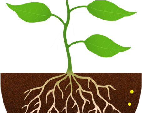 Root PNG