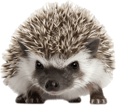 Porcupine PNG