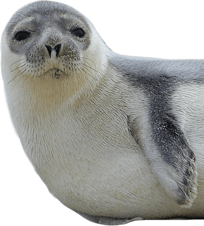 Harbor Seal PNG