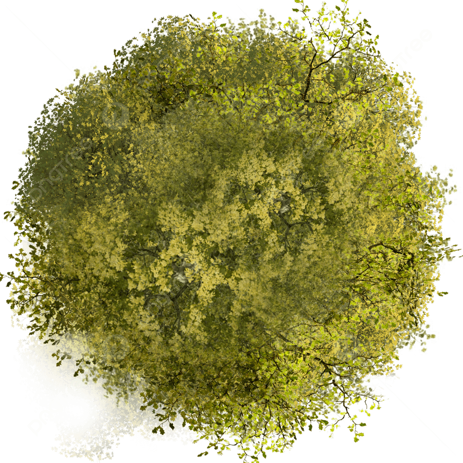 Tree Plan PNG