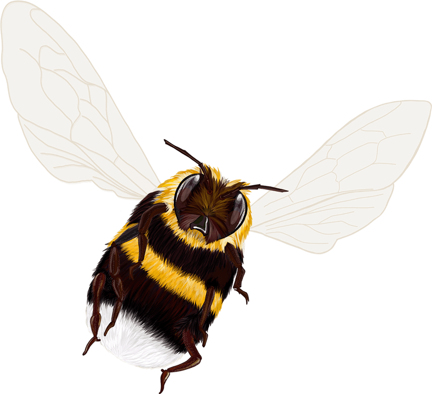 Bumblebee PNG