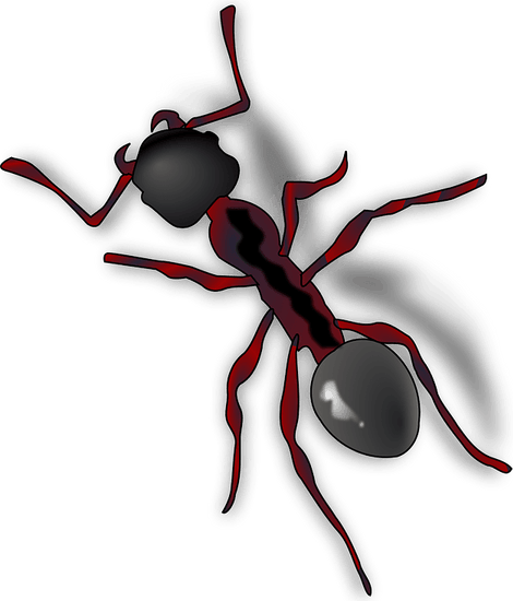 Ants PNG