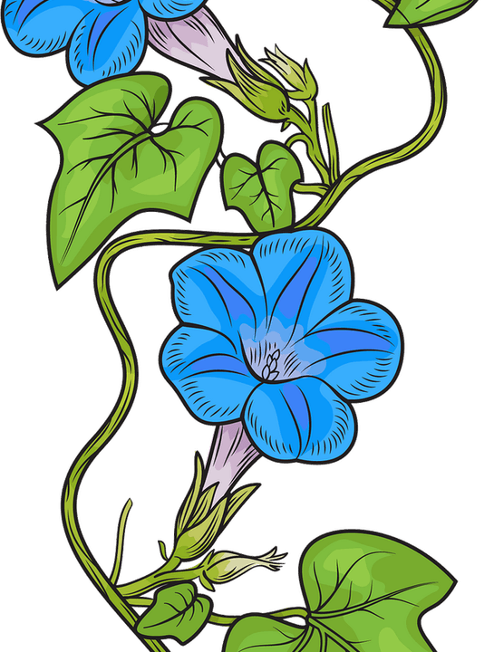 Morning Glory Flower PNG
