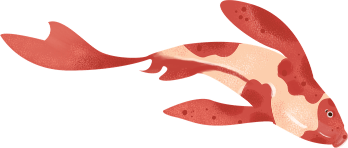 Yin Yang Koi Fish PNG