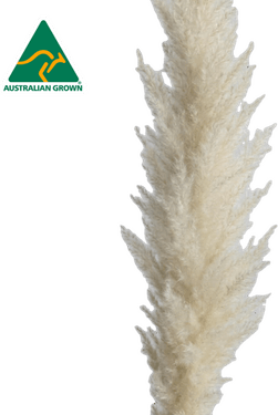 Boho Pampas Grass PNG