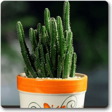 Cactus Flower PNG