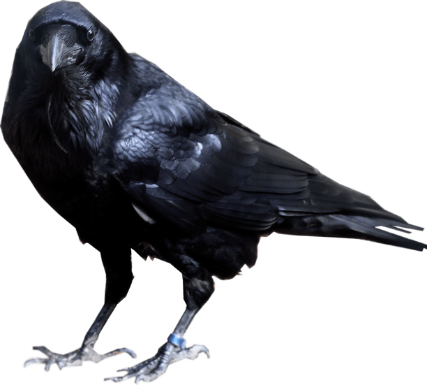 Dark Bird PNG