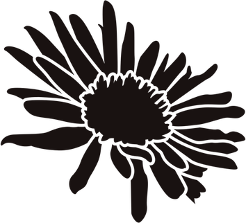 Gazania PNG