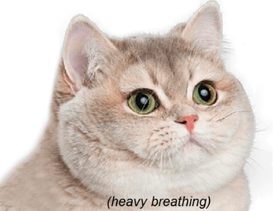 Heavy Breathing Cat PNG