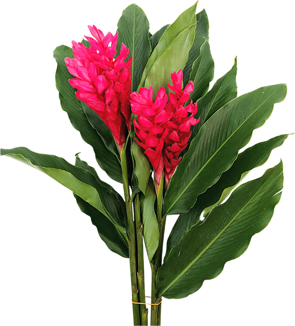 Ginger Flower PNG