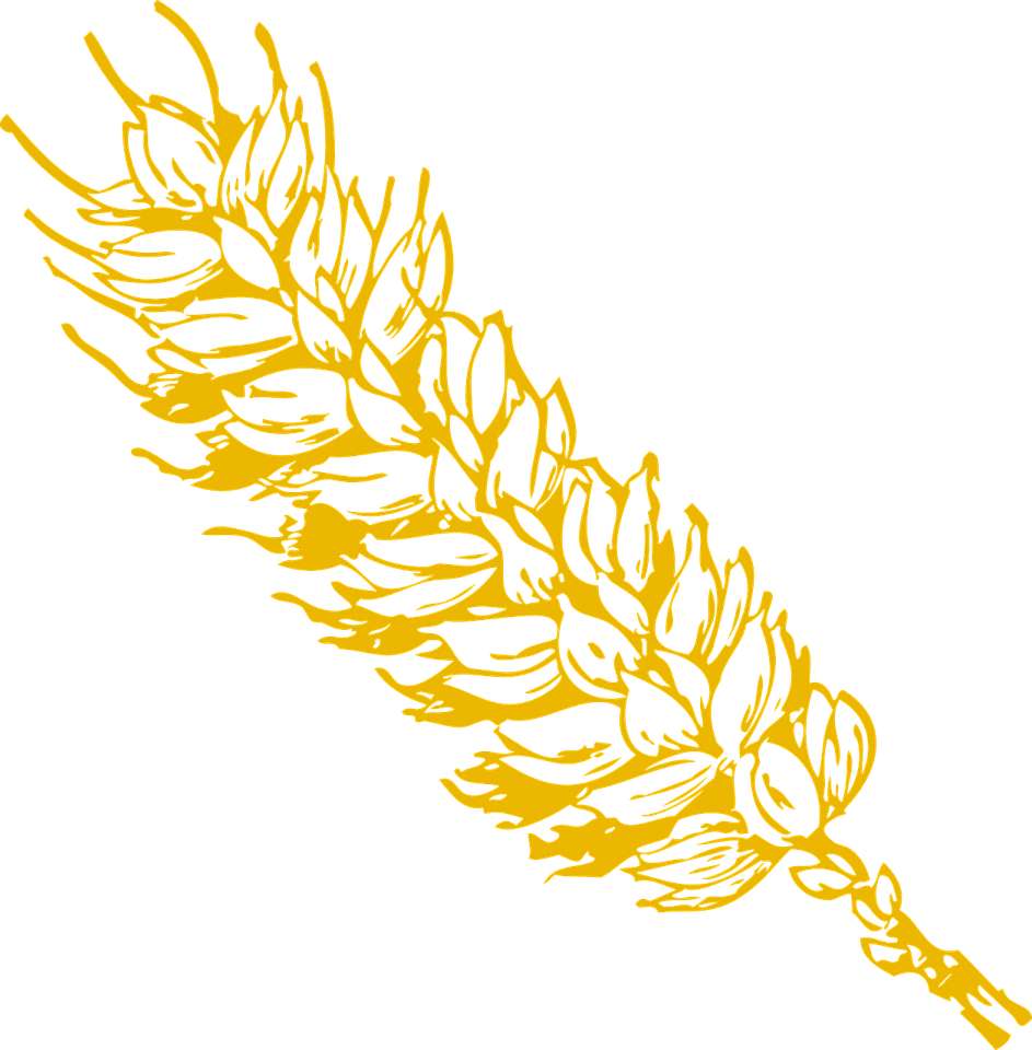 Grain PNG