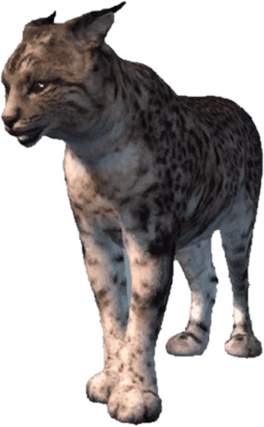 Bob Cat PNG