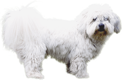 Small White Dog PNG