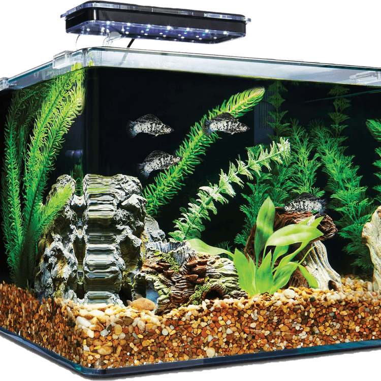 Aquarium Fish Tank PNG
