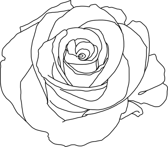 Drawing Of A Rose PNG