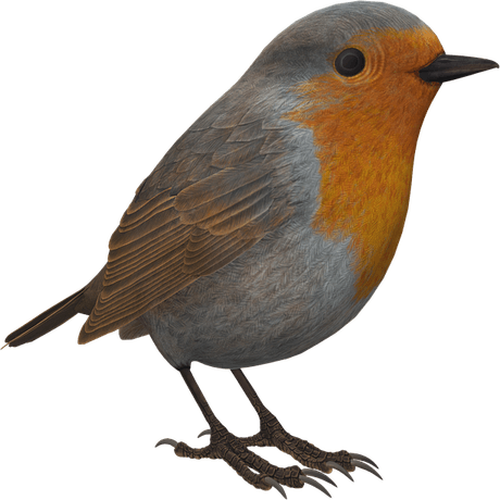 Robin Bird PNG