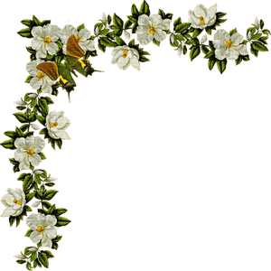 Jasmine Flower Border PNG