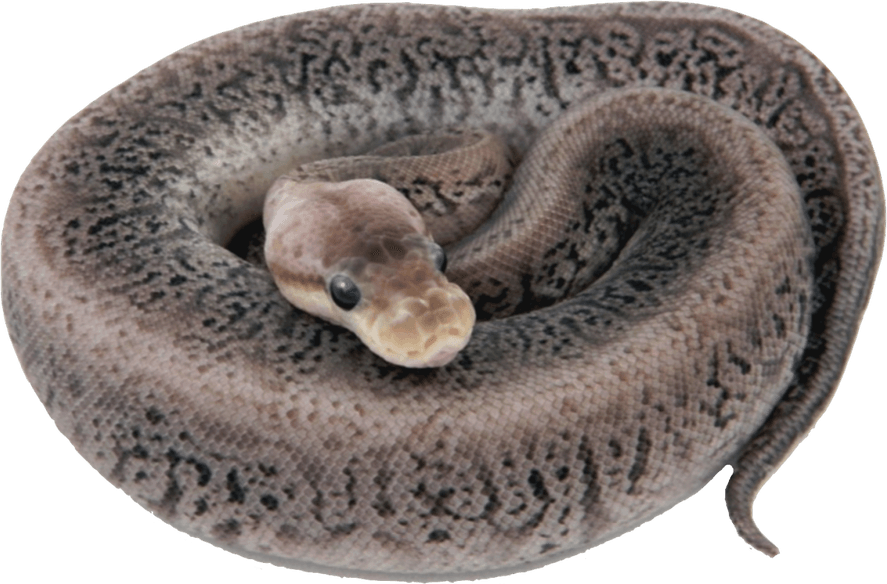 Banana Ball Python PNG