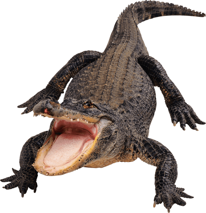 Gator PNG