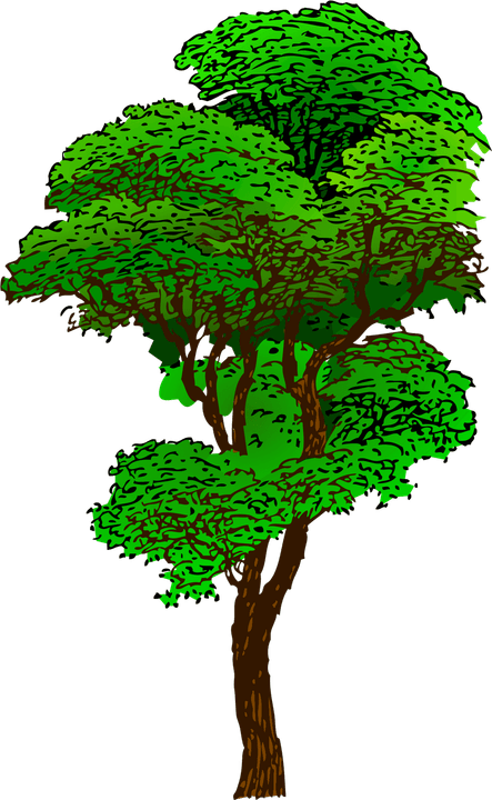 Jungle Tree PNG